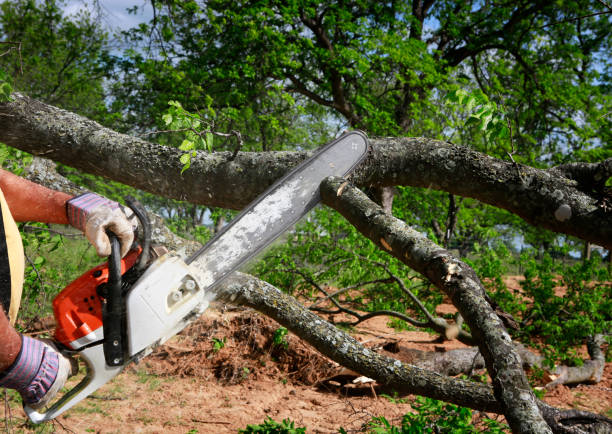 Best Tree Disease Treatment  in Ravenswood, WV